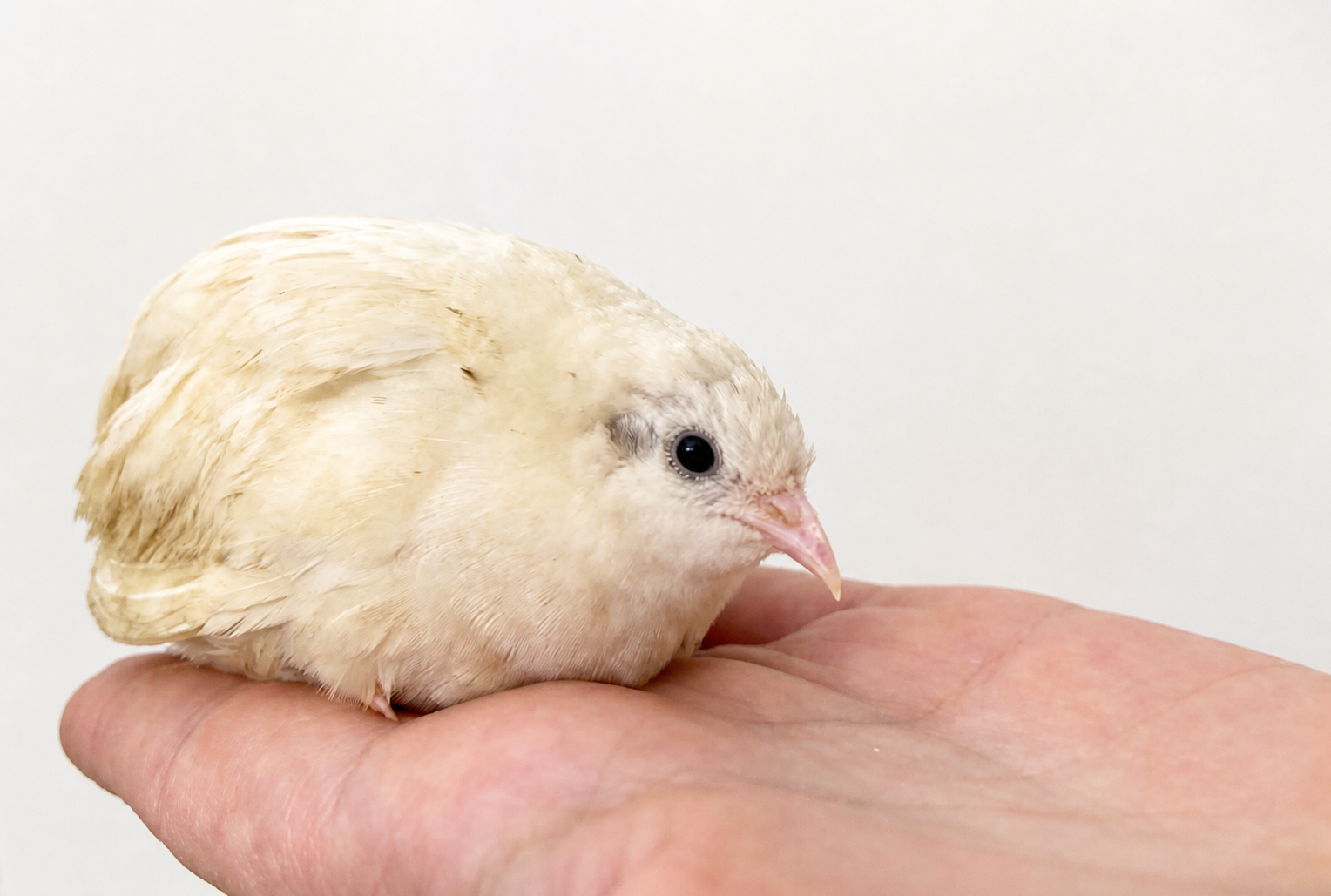 A tiny cream button quail resting on a hand