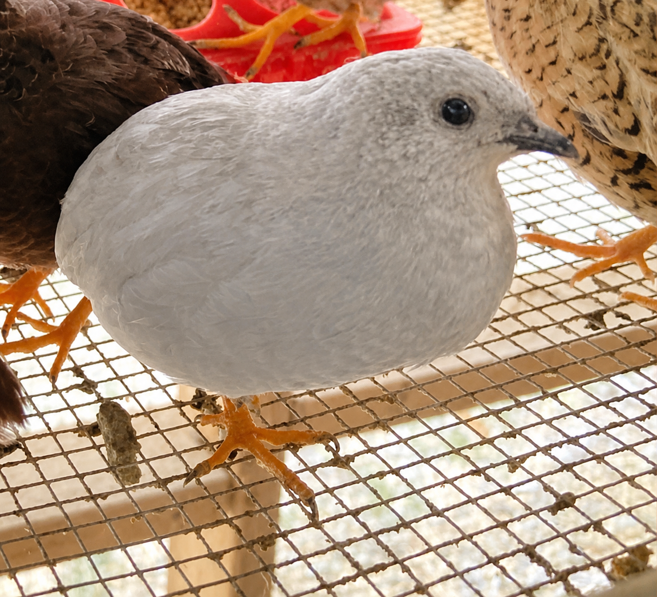 A soft silver button quail standing in the coop