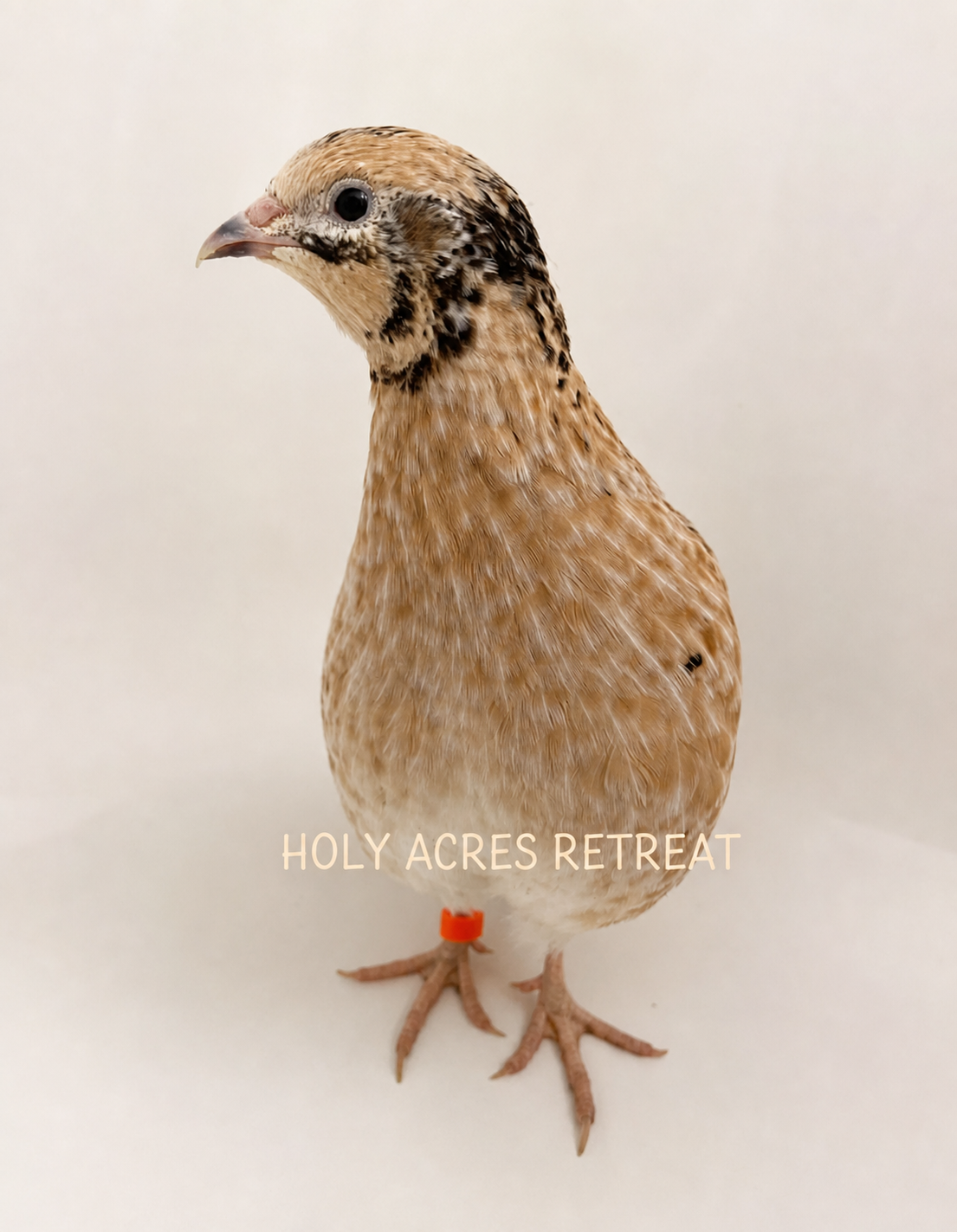 A tan button quail portrait branded Holy Acres Retreat
