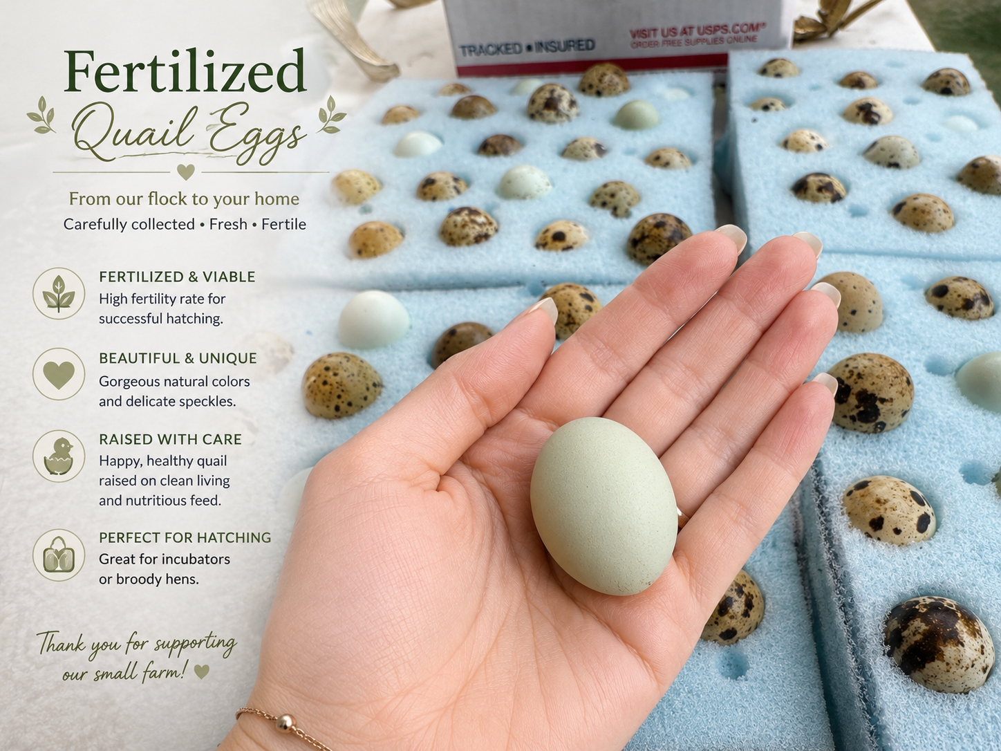 Fertilized hatching eggs