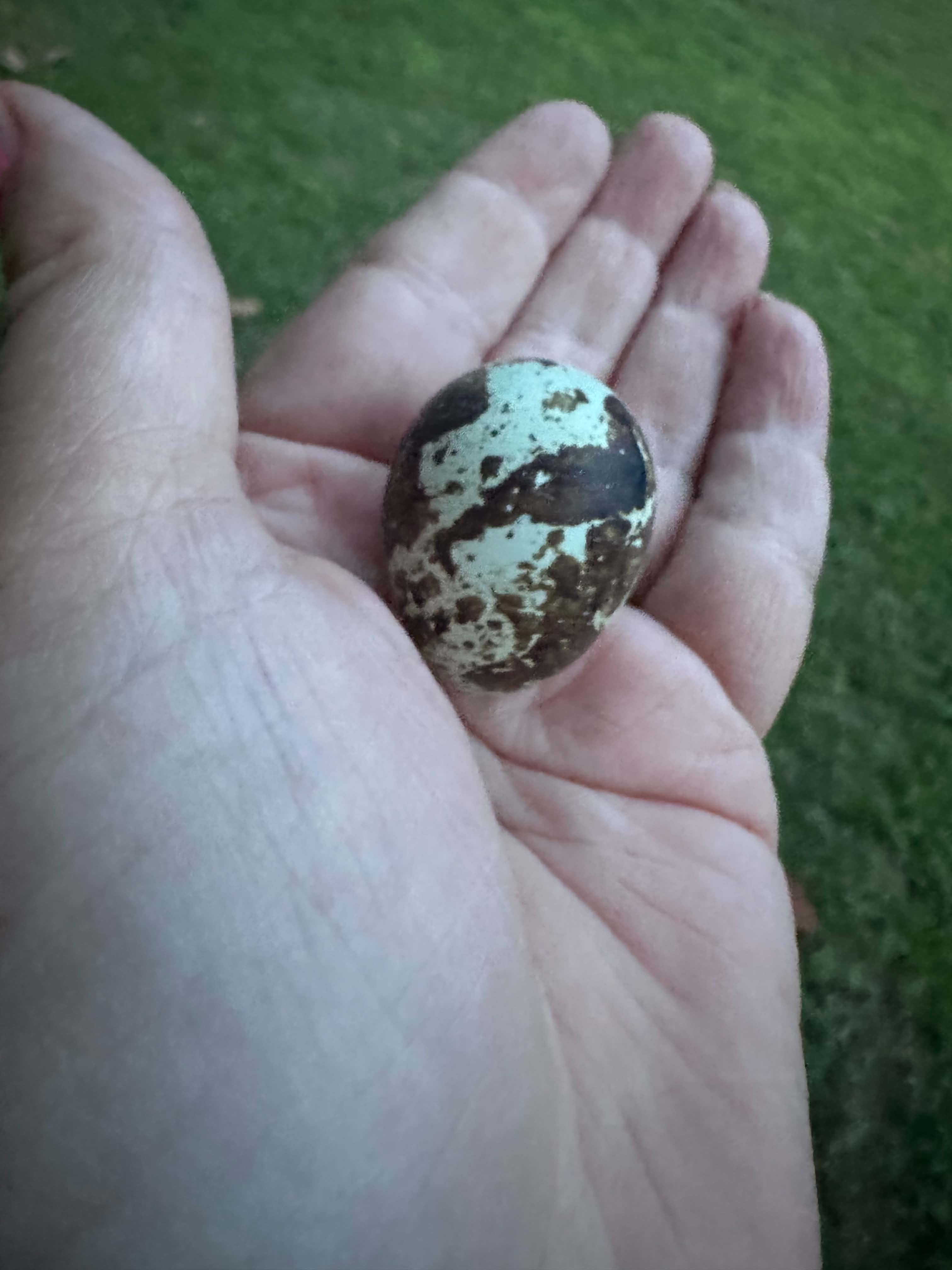 A real celadon quail egg with large dark chocolate patches held over green grass