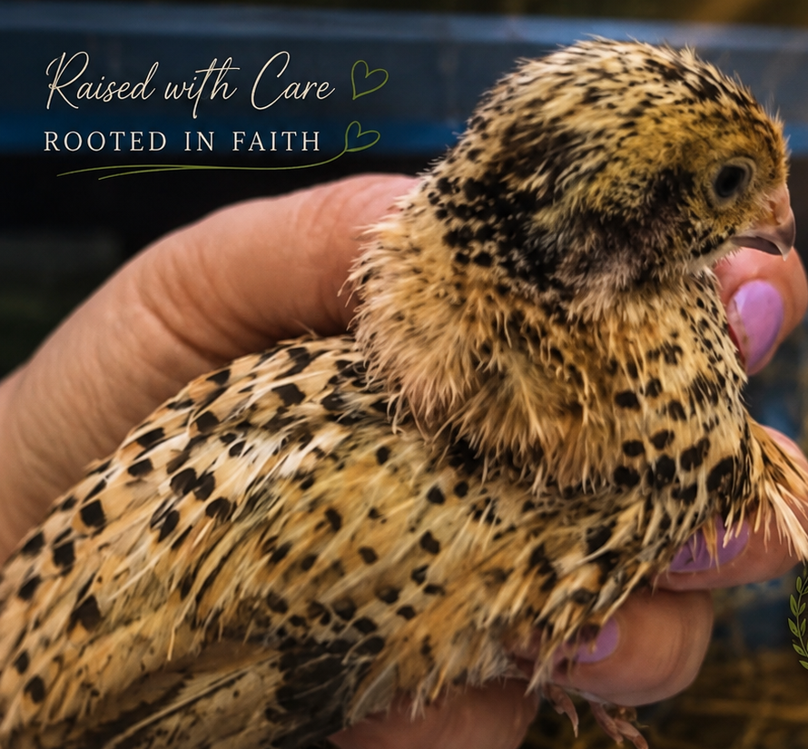 A Speckled Tiger quail chick held in a hand at four weeks old
